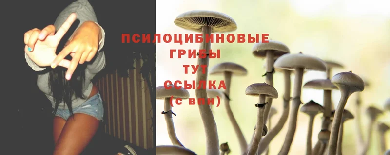 как найти наркотики  Черногорск  Псилоцибиновые грибы MAGIC MUSHROOMS 